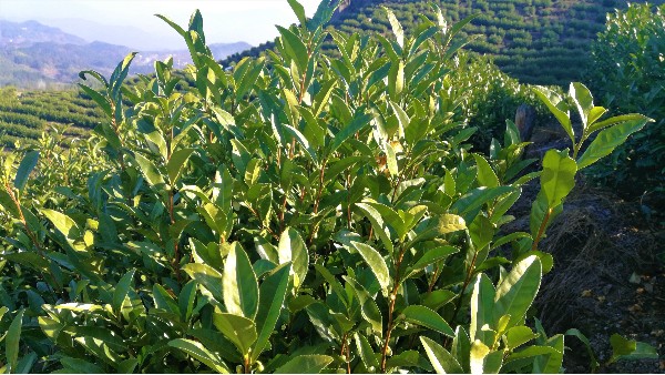 高山茶应属于哪类茶？绿茶还是红茶？【鸦鹊山】