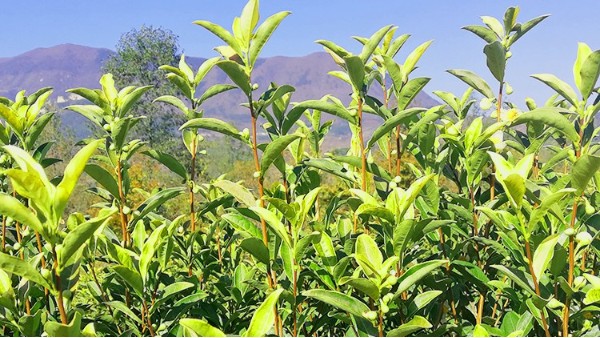 胃不好能不能喝黄金茶？会不会对肠胃造成刺激【鸦鹊山】