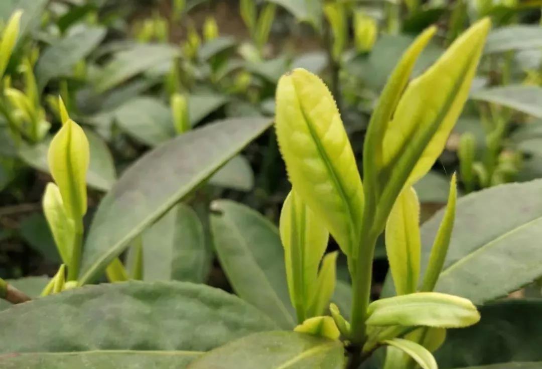 安吉高山茶白茶口味淡吗？鲜甜甘醇，一款适合年轻人的茶叶【鸦鹊山】