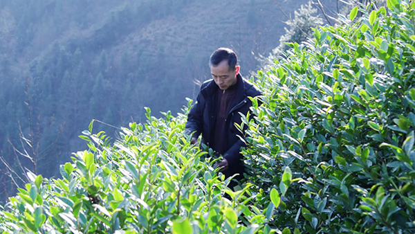 鸦鹊山带您分享一名转业军官的茶叶情怀