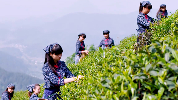 安吉白茶过期还能喝吗？礼品茶定制厂家告诉您