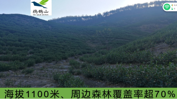 什么是高山茶？高山茶有何特点？【鸦鹊山】