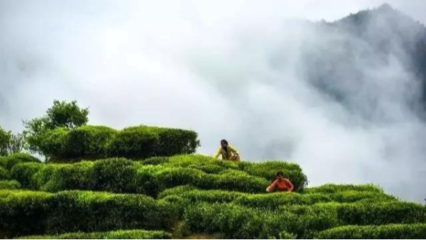 高山茶是熟茶么？什么是熟茶？【鸦鹊山】