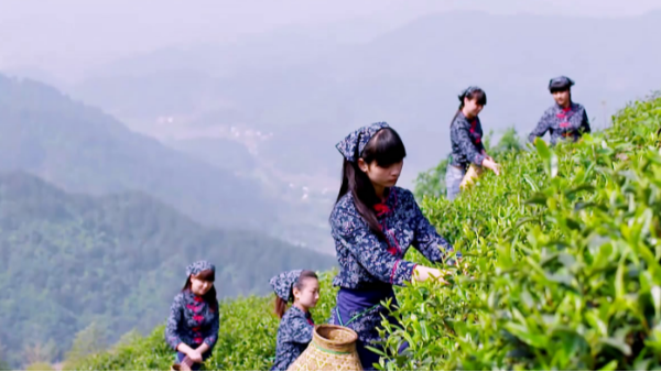 为什么都说高山茶好，该如何辨别？【鸦鹊山】