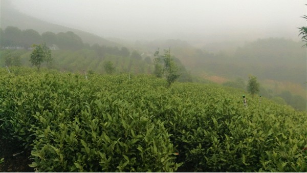 云雾茶春茶能采几次？鸦鹊山春茶月底就可以上市！【鸦鹊山】