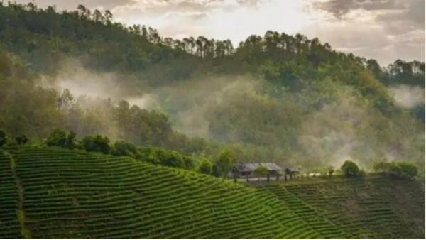 做为口粮茶，云雾茶哪里好？【鸦鹊山】