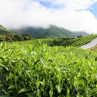 高山茶园