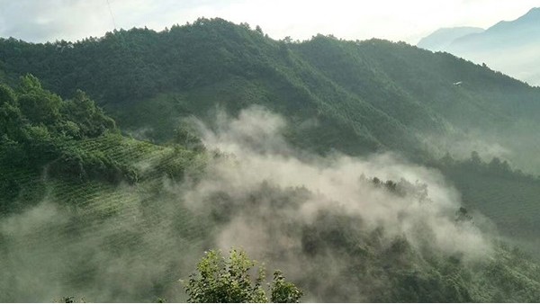 庐山云雾茶是红茶还是绿茶？答绿茶，红茶属于全发酵茶！【鸦鹊山】