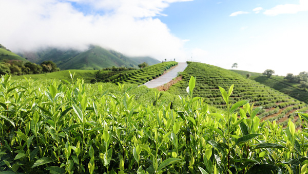 安吉白片和安吉白茶是同一种茶叶吗?鸦鹊山小编告诉您