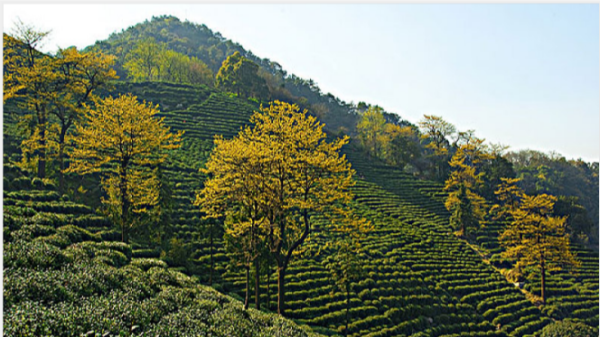 高山茶，凭什么成为茶友的挚爱？【鸦鹊山】