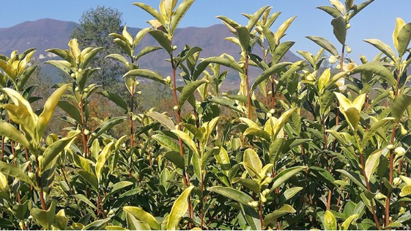 黄金叶茶咋样？如何辨别黄金叶茶？【鸦鹊山】