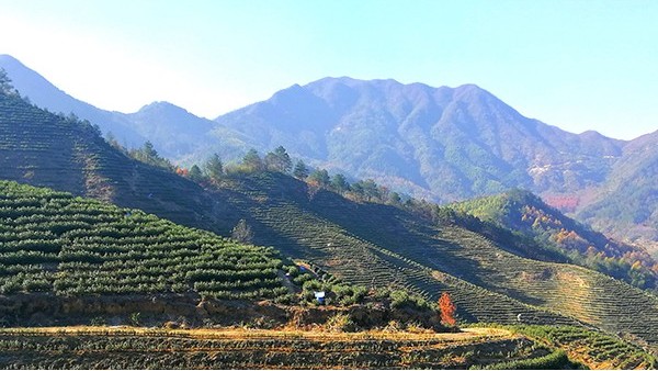 超市里的礼盒装茶叶好不好?小心买到“三无”茶叶产品【鸦鹊山】