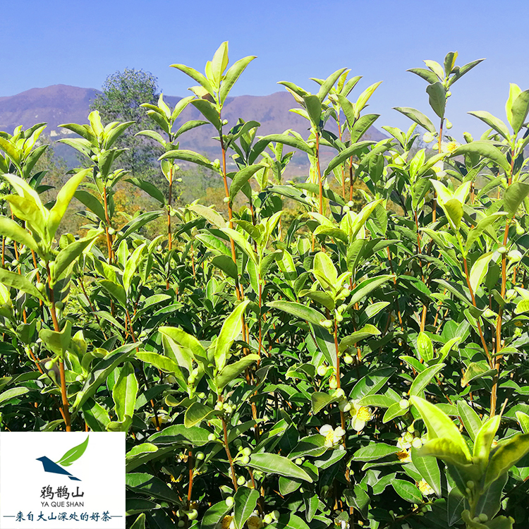 黄金叶茶的口感如何？口味清淡，不适合老茶客【鸦鹊山】