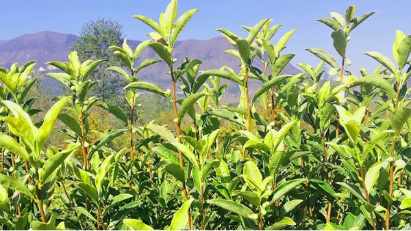 黄金叶茶的口感如何？口味清淡，不适合老茶客【鸦鹊山】