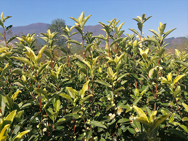 高山茶