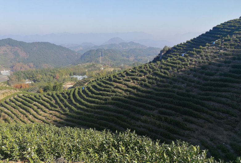 高山安吉白茶与白茶的外区别。