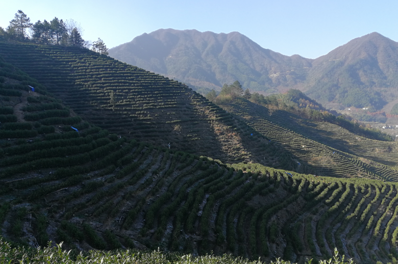 高山安吉白茶与白茶的香气区别。