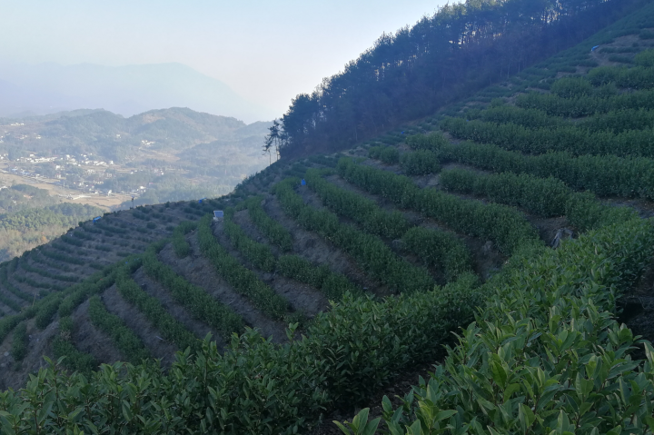 云雾茶泡茶水温？温度决定茶汤滋味！【鸦鹊山】