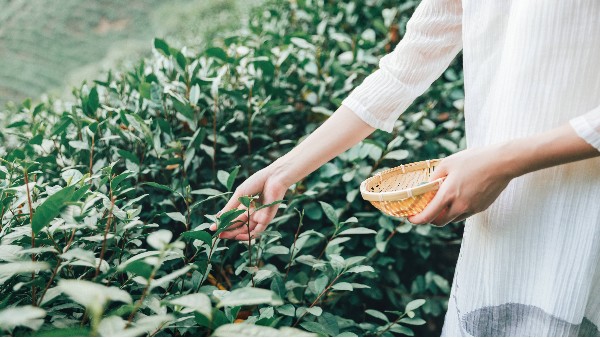 高山茶能减肚子吗？原理是什么？【鸦鹊山】