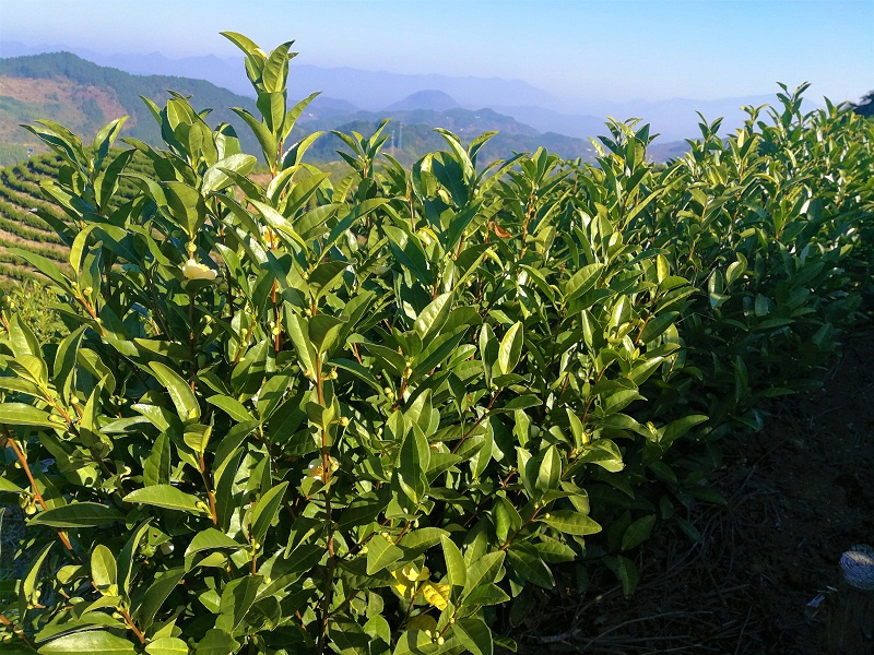 高山茶没农药吗？环境优势虫害少【鸦鹊山】