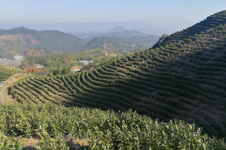 高山茶一定比平地茶好吗？