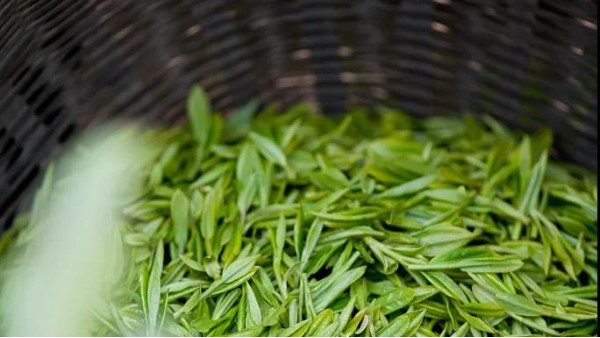 高山茶贵不贵？高性价比的茶推荐一波儿【鸦鹊山】