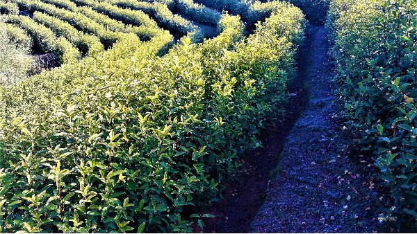 高山茶的香？闻香识好茶！【鸦鹊山】