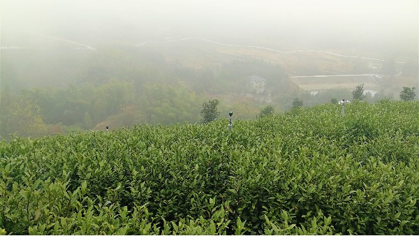 高山云雾茶现在有新茶吗？鸦鹊山云雾茶已经来了哟！