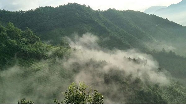 高山茶表面有一层油 请问这是出于什么原因？【鸦鹊山】