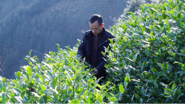 高山茶与平地茶有什么不同，制作工艺对茶叶影响大吗？