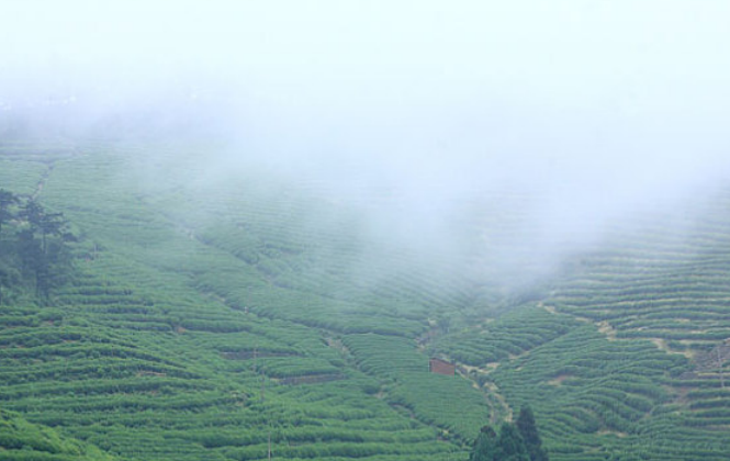 云雾茶是八大产茶圣地的产物，爱茶的你喝过几个？