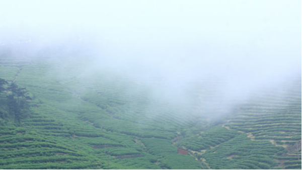 云雾茶是八大产茶圣地的产物，爱茶的你喝过几个？(之一）【 鸦鹊山】