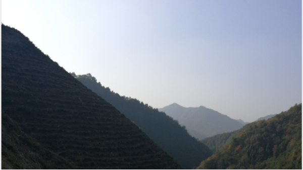 高山茶为什么好，哪些因素影响了它？【鸦鹊山】