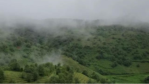 高山云雾茶很淡？是徒有其名吗？【鸦鹊山】