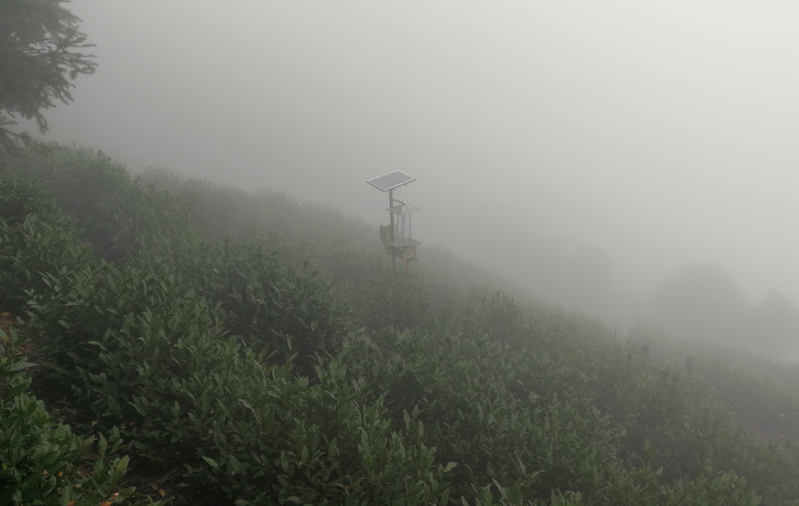 名山出好茶，鸦鹊山云雾茶