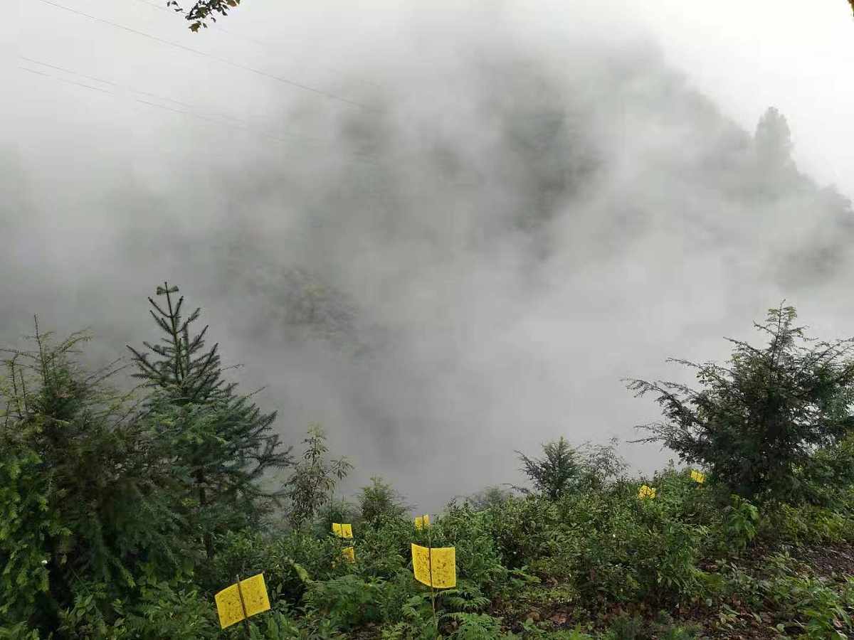 哪里的云雾茶好?山水之中，茶香袅袅【鸦鹊山】