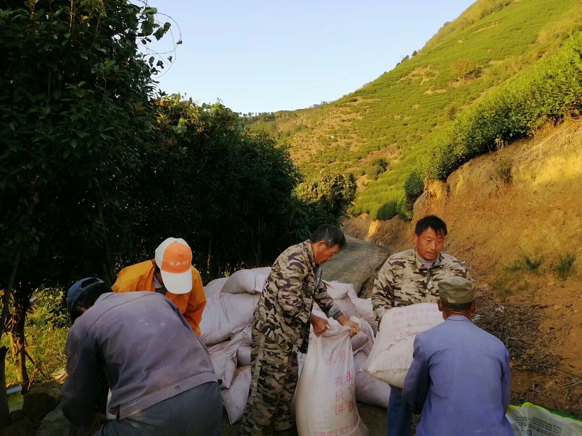 云雾茶种植基地-环境决定品质 一个好茶园应该是这样【鸦鹊山】