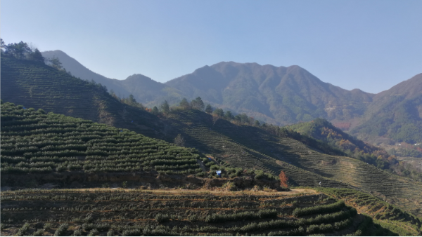 保留自然之福的高山茶，鸦鹊山高山白茶 【鸦鹊山】