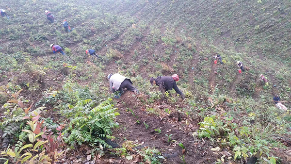 鸦鹊山茶叶基地-1