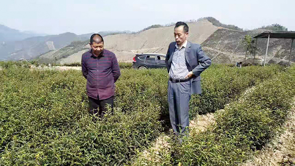 鸦鹊山考察调研-1