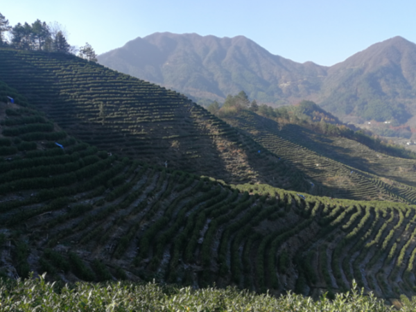 如何挑选高山茶，那些因素影响高山茶品质？【鸦鹊山】