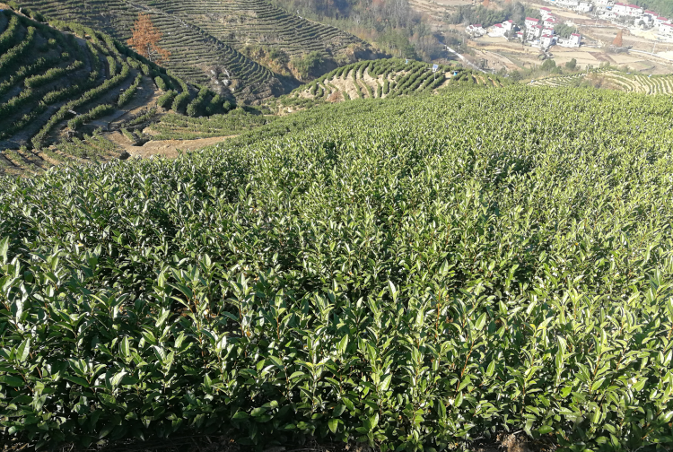 高山茶海拔多少才算高山茶