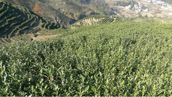 高山茶海拔多少才算高山茶,鸦鹊山高山茶【鸦鹊山】