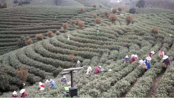 茶叶礼盒送人怎么选 记住这三点就行了【鸦鹊山】