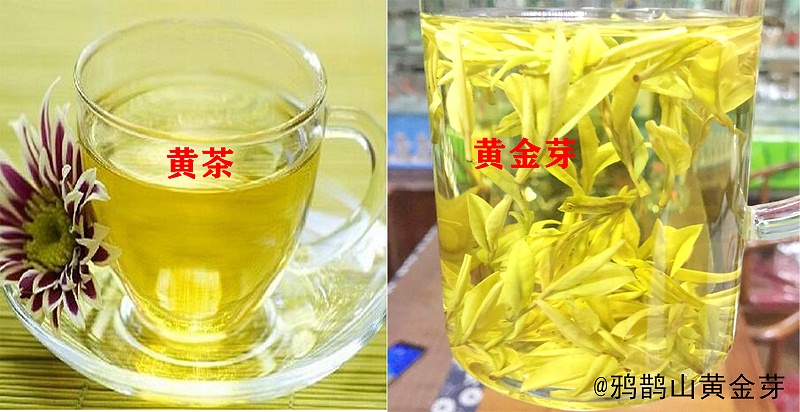 安吉黄金芽是黄茶吗?二者存在本质区别！【鸦鹊山】