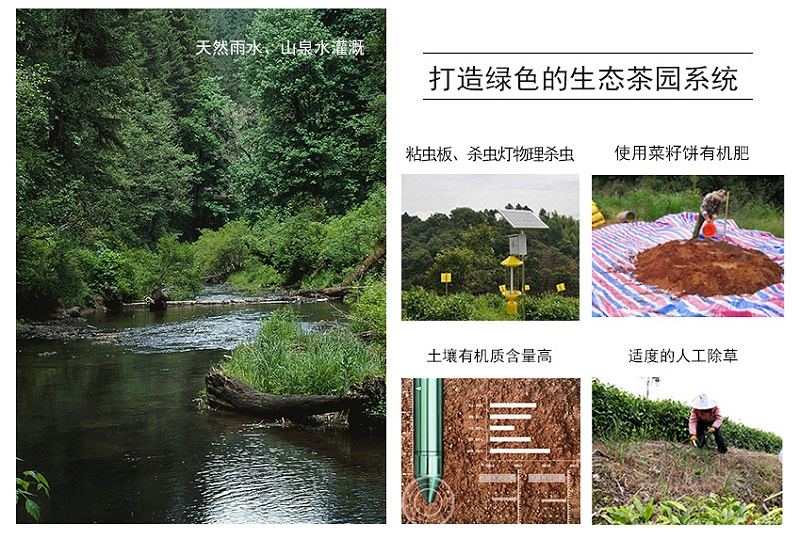 高山茶打农药吗？会喝到农残茶吗？【鸦鹊山】
