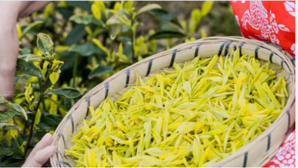 保靖黄金茶属于高端绿茶吗？答案无疑是肯定的【鸦鹊山】