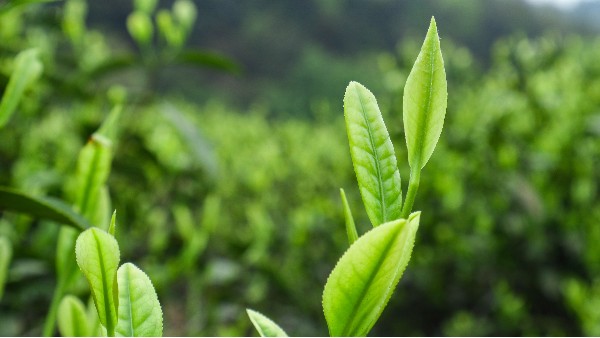 云雾茶一叶一芽，香气更好，茶汤更好喝！【鸦鹊山】