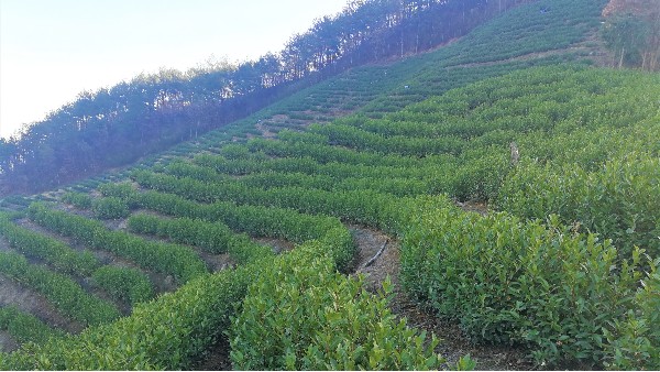 合肥茶园厂家，精品高山茶，精美礼盒装【鸦鹊山】