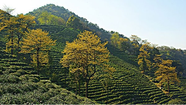 高山茶叶子大吗？因环境影响！【鸦鹊山】